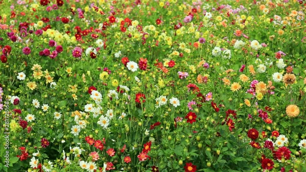 Lots of colorful flowers, Biei, Hokkaido, Japan Lots of colorful flowers, Biei, Hokkaido, Japan