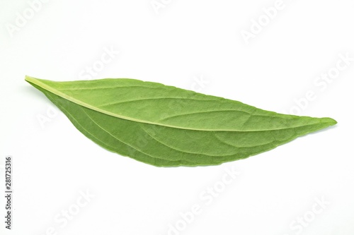 fresh green Andrographis paniculata leaf on white background