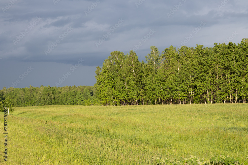  forest in the far and field