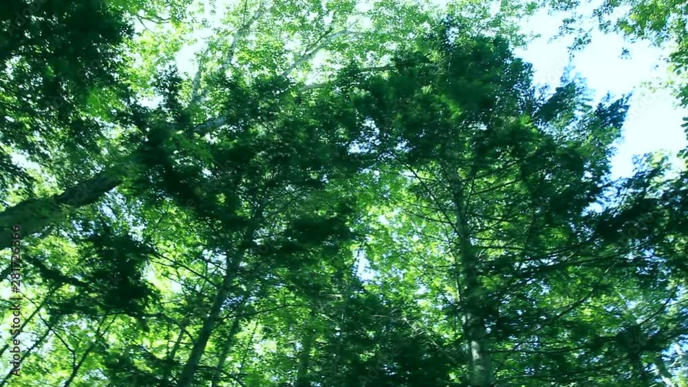 Low angle view of forest, Ashoro, Hokkaido, Japan Low angle view of forest, Ashoro, Hokkaido, Japan
