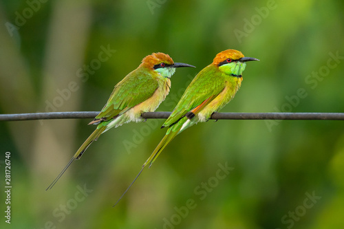 Two Green Bee-Eaters perching on electrical wire, looking into a distance