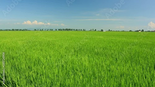 Rice field, Ogata, Akita Prefecture, Japan photo