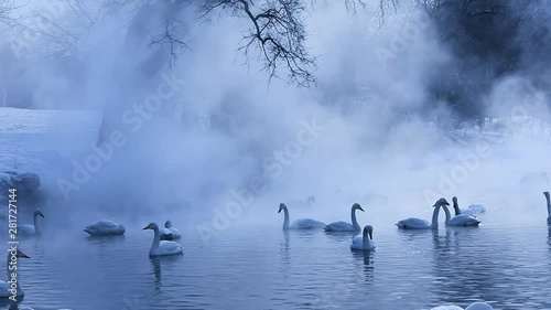 Swans in Lake Kusari in winter, Japan photo