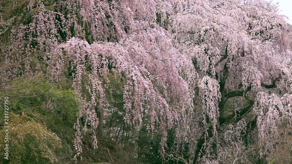 Blossoming Japanese cherry, Miharu, Fukushima Prefecture, Japan Blossoming Japanese cherry, Miharu, Fukushima Prefecture, Japan