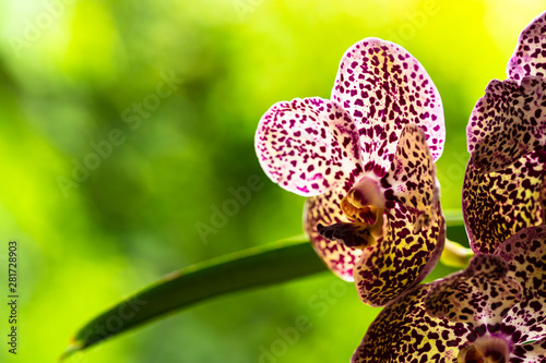 Black Spotted Vanda Orchid Flowers