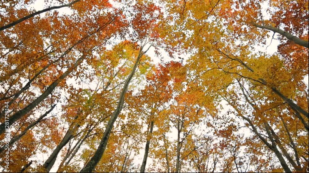 Low angle shot of Japanese Beech forest, Towada, Aomori Prefecture Low angle shot of Japanese Beech forest, Towada, Aomori Prefecture