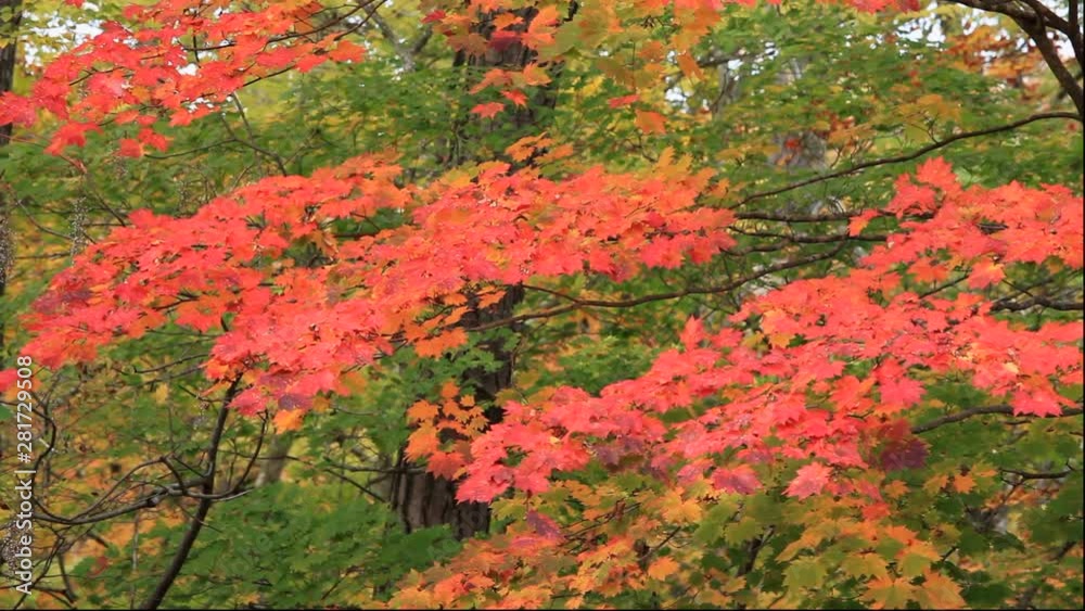Trees in forest in autumn, Fukaura, Aomori Prefecture, Japan Trees in forest in autumn, Fukaura, Aomori Prefecture, Japan
