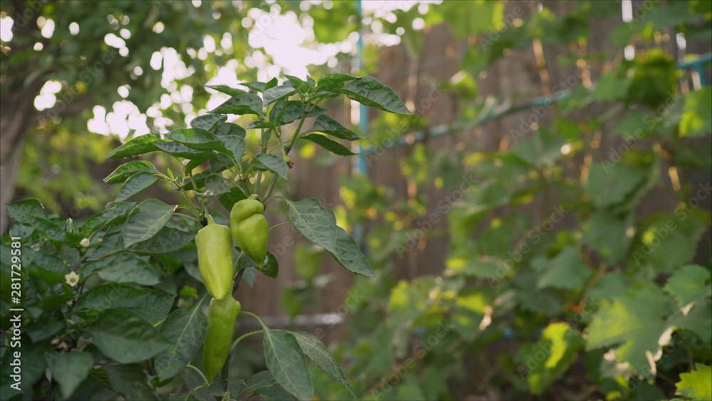 Green Pepper In Vegetable Greenery Garden. Green pepper grows in the garden Green Pepper In Vegetable Greenery Garden. Green pepper grows in the garden
