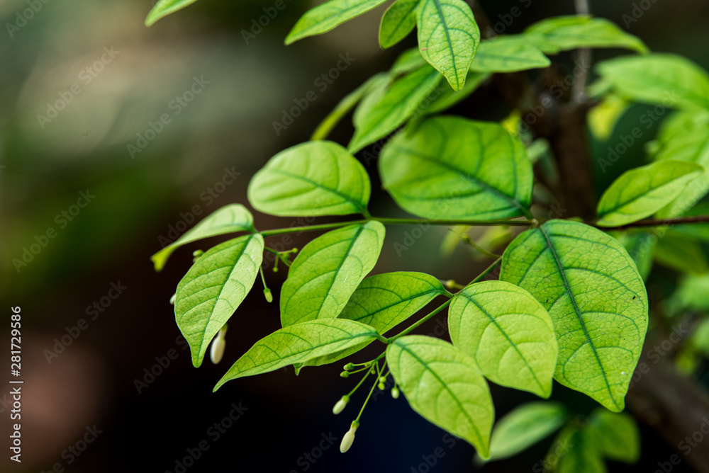 Thai decorative flowers are used to decorate the garden.