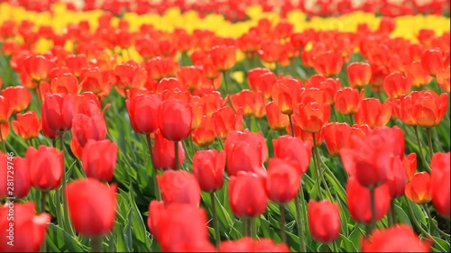 Close up of tulip flowers photo