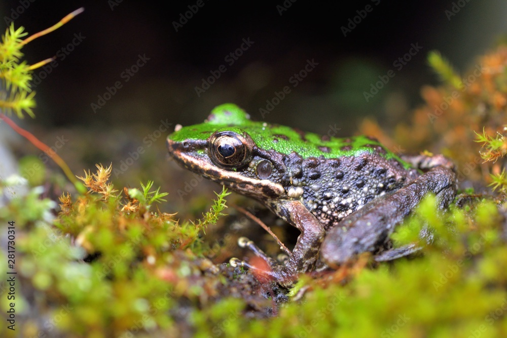 Fototapeta premium Swinhoe's frog(Odorrana swinhoana)(Boulenger, 1903)