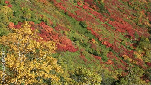 Autumn colors on mountainside, Ginsendai, Kamikawa, Hokkaido, Japan photo