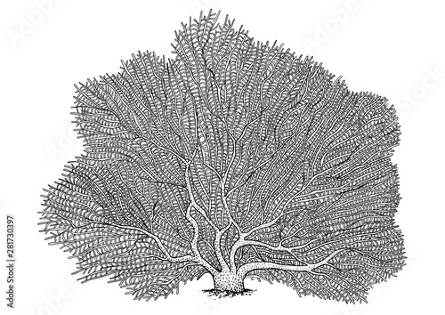 Fan coral illustration, drawing, engraving, ink, line art, vector