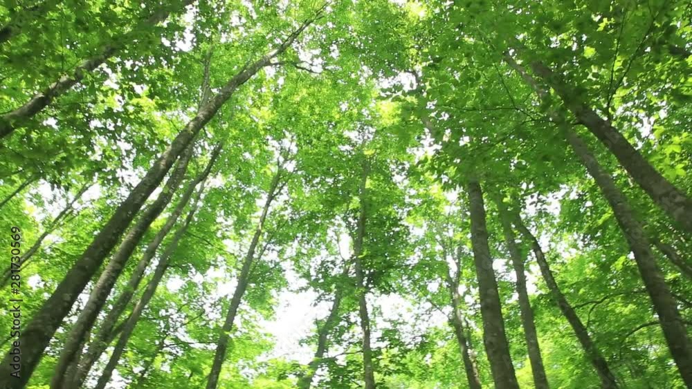 Japanese beech forest, Tokamachi, Niigata Prefecture, Japan Japanese beech forest, Tokamachi, Niigata Prefecture, Japan