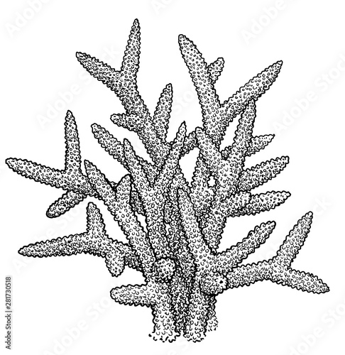 Coral illustration, drawing, engraving, ink, line art, vector