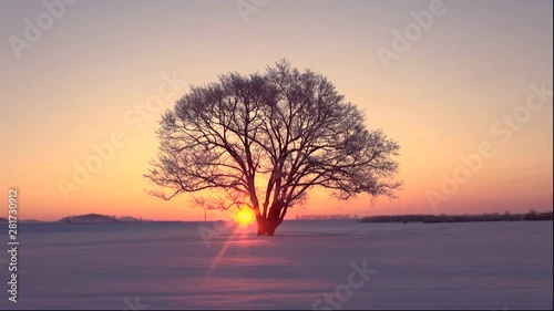 Japanese elm in snowfield at sunrise photo