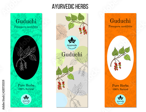 Ayurvedic herbs banners. Guduchi Tinospora cordifolia  photo