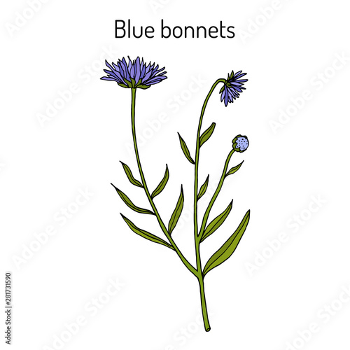 Blue bonnets Jasione montana , medicinal plant