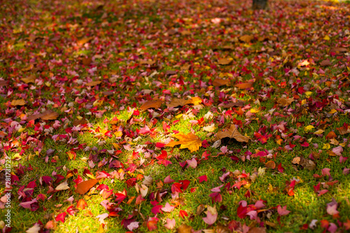 beautiful red maple leaves scattered on the ground 땅에 흩뜨려져 있는 아름다운 붉은 단풍잎들