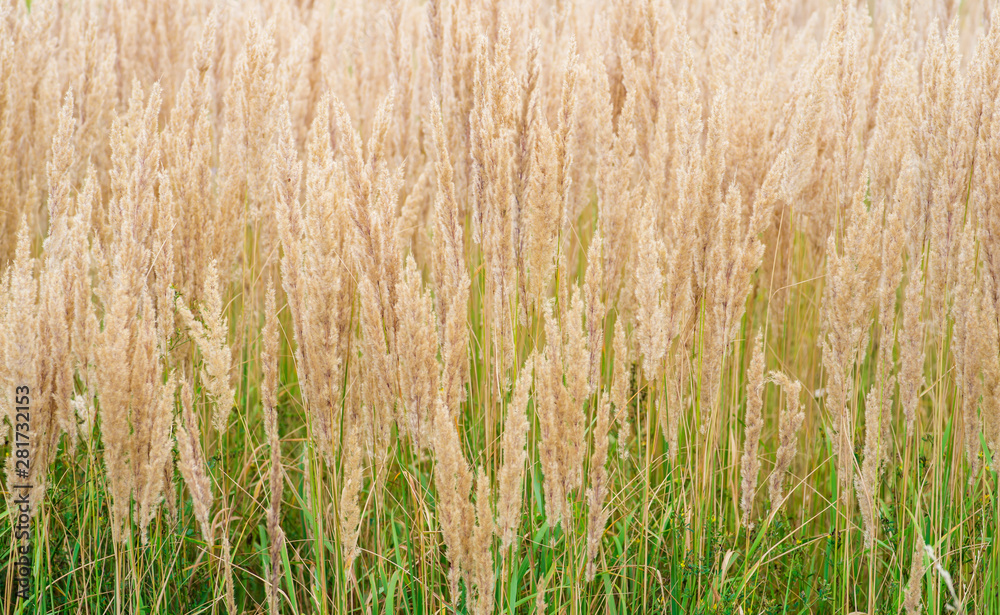 Fototapeta premium The texture of thick lush panicles of Golden tone against the green grass of the lawn. Texture, background