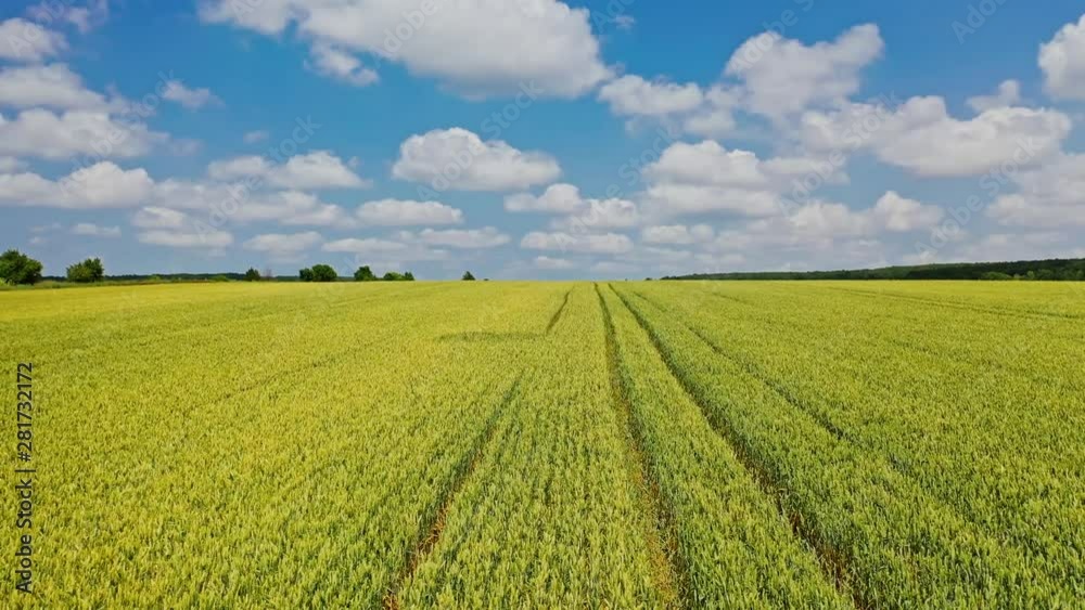 Aerial view over the natural background of the farmland. Large plantation of young wheat growing in the agricultural field in summer. Aerial view over the natural background of the farmland. Large plantation of young wheat growing in the agricultural field in summer.