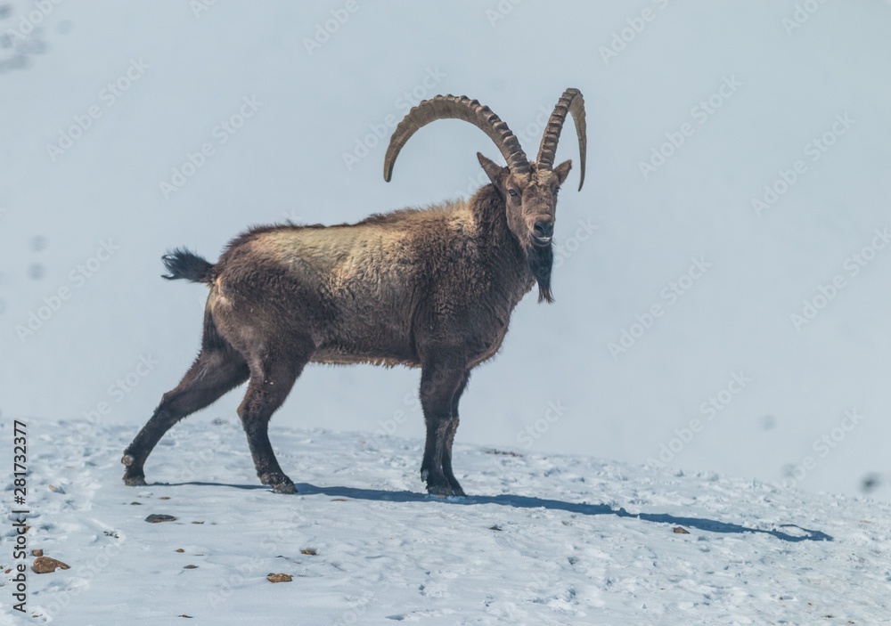 portrait of an ibex in the winter land