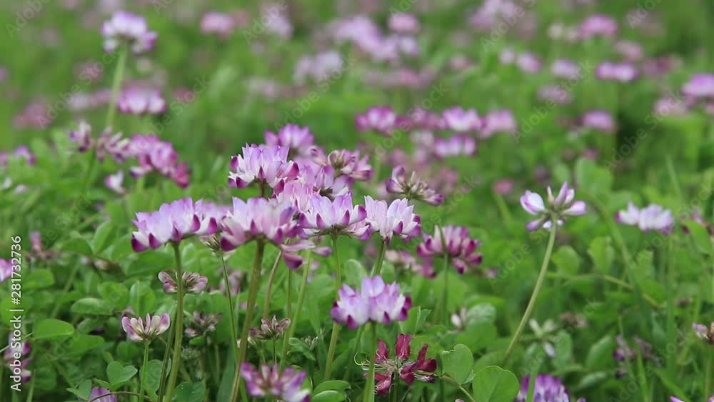 Close up of blooming flowers swaying in wind Close up of blooming flowers swaying in wind