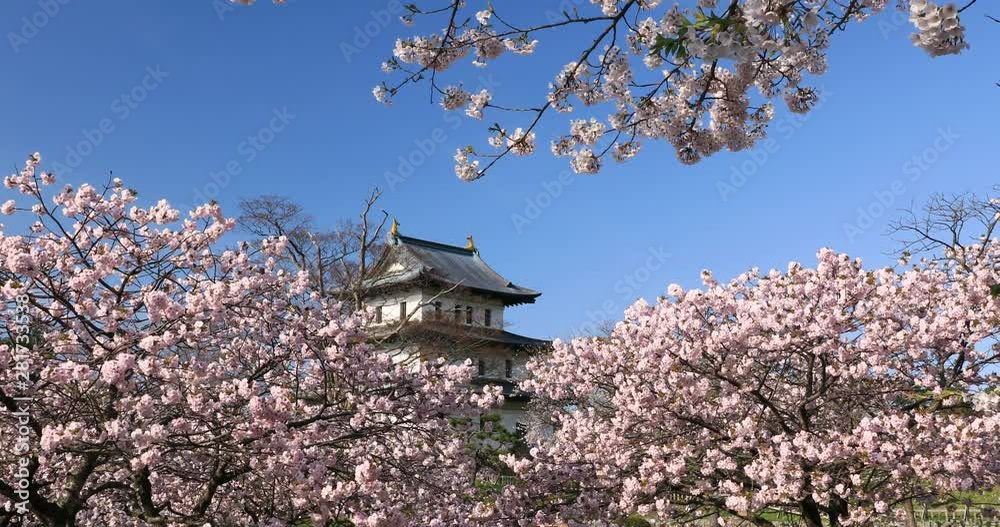 Matsumae Castle and cherry blossom, Hokkaido, Japan Matsumae Castle and cherry blossom, Hokkaido, Japan