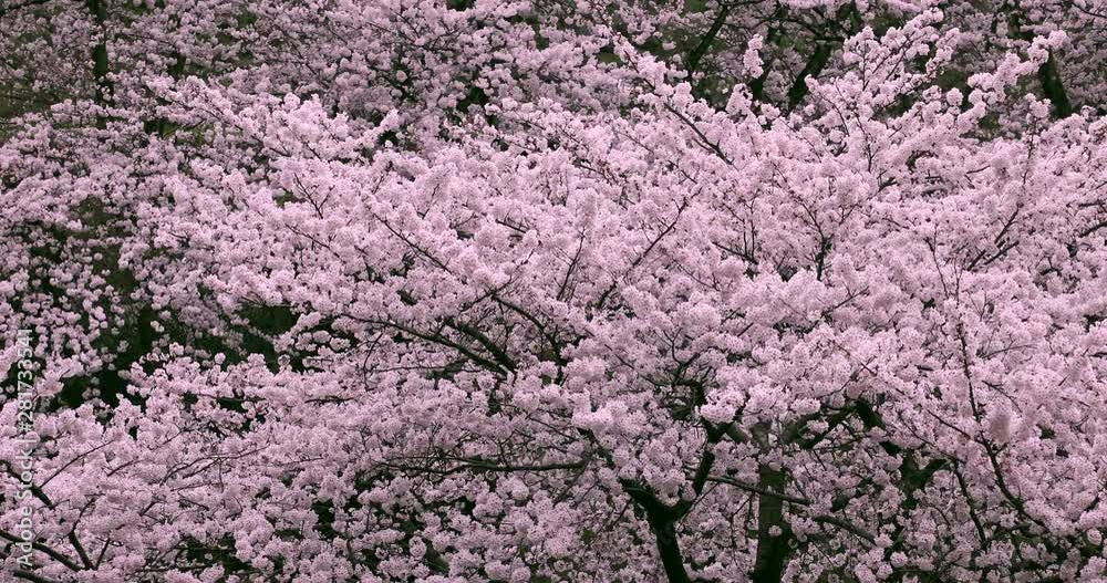 Lockdown shot of blooming cherry tree on windy day Lockdown shot of blooming cherry tree on windy day