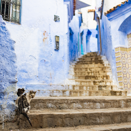 (Selective focus) Stunning view of two cute cats sitting on a narrow alleyway with the striking, blue-washed buildings. Chefchaouen, or Chaouen, is a city in the Rif Mountains of northwest Morocco. © Travel Wild