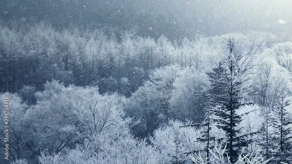 Slow motion shot of snowfall on pine forest, Minamifurano, Hokkaido, Japan