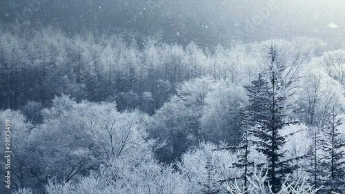 Slow motion shot of snowfall on pine forest, Minamifurano, Hokkaido, Japan photo