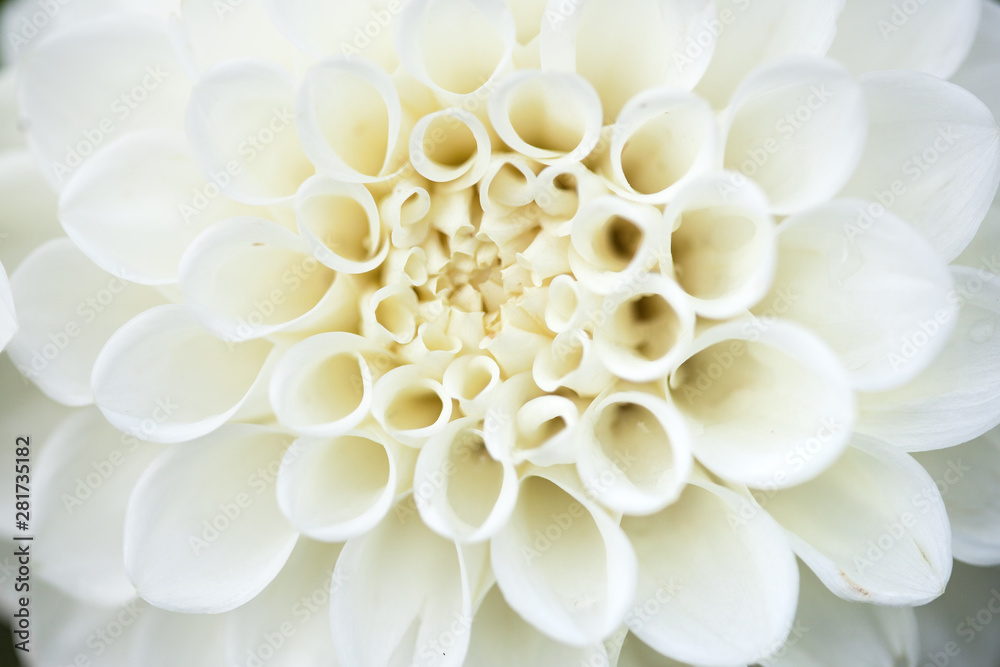 close up of a dahlia close up of a dahlia