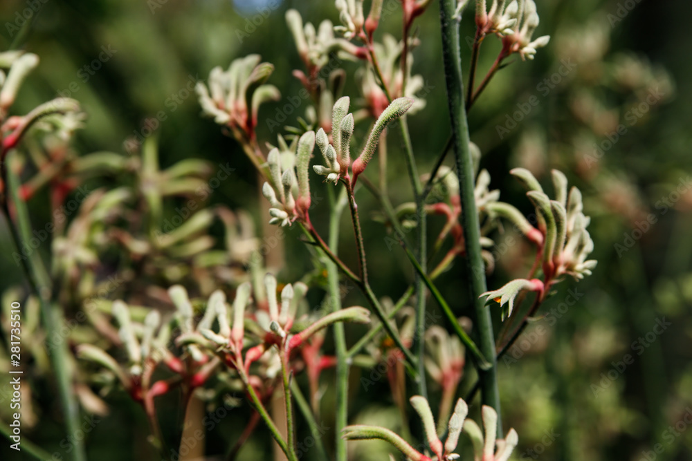 Back lit silhouette of Australian native Red kangaroo Paw flowers, Anigozanthos, family Haemodoraceae bloodwort family Back lit silhouette of Australian native Red kangaroo Paw flowers, Anigozanthos, family Haemodoraceae bloodwort family