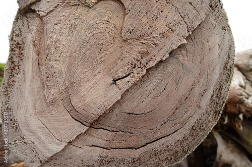 texture saw cut old dry wood