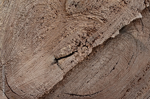texture saw cut old dry wood