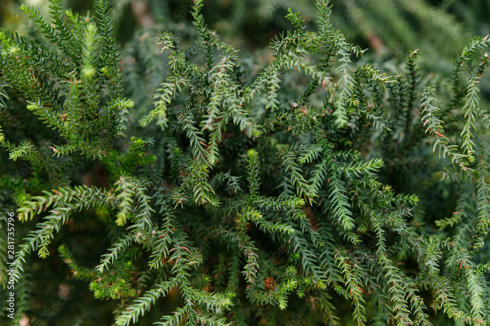 Norfolk Island Pine Latin name Araucaria heterophylla Norfolk Island Pine Latin name Araucaria heterophylla