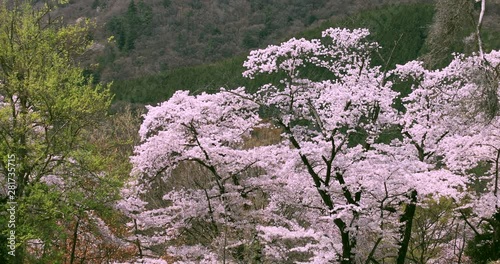 Japanese cherry tree, Nirasaki, Yamanashi Prefecture, Japan photo