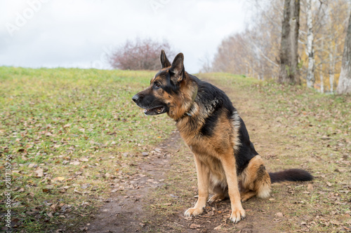 Dog German Shepherd outdoors in an autumn