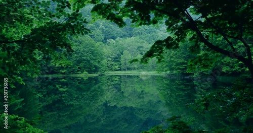 Green forest reflected in lake