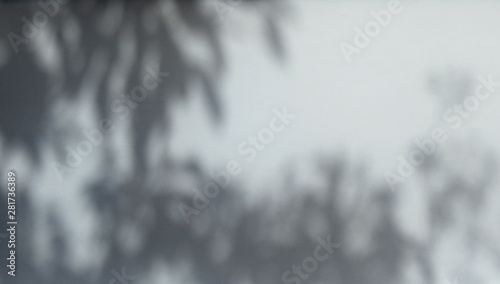 shadow branch of tree with leaf on white wall background