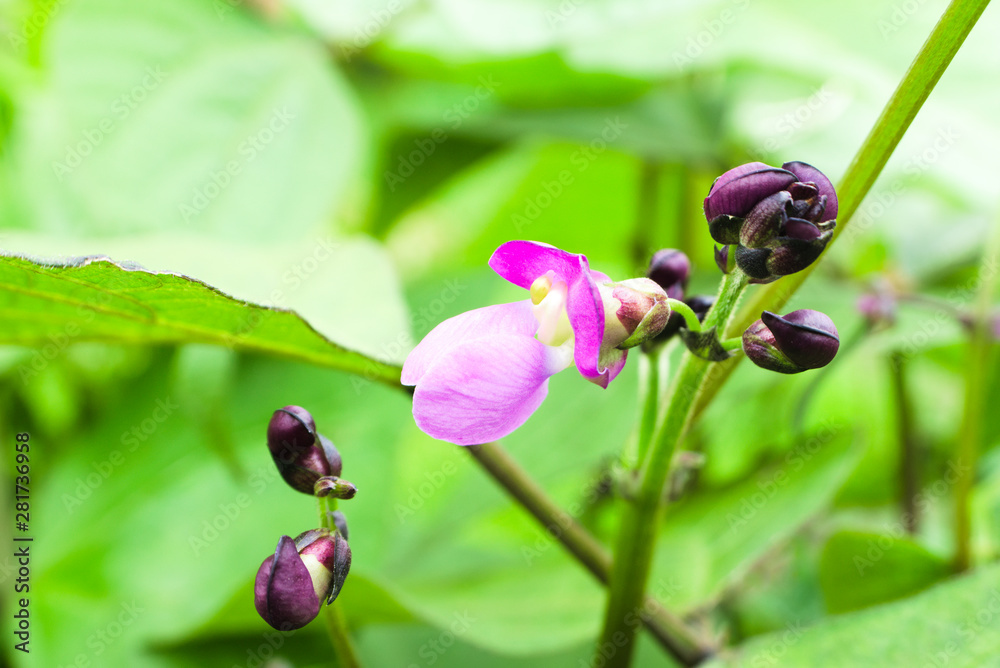 Pink common bean (Phaseolus) flower on a bush in the garden. Agricultural concept, cultivated legumes Pink common bean (Phaseolus) flower on a bush in the garden. Agricultural concept, cultivated legumes
