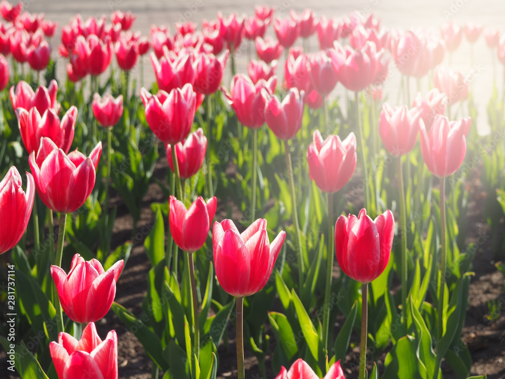 Beautiful red tulips field at the park Beautiful red tulips field at the park