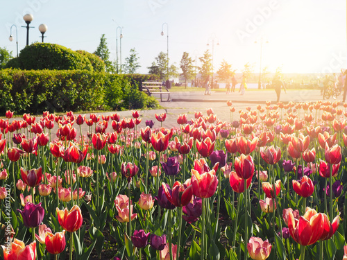 Beautiful red tulips field at the park