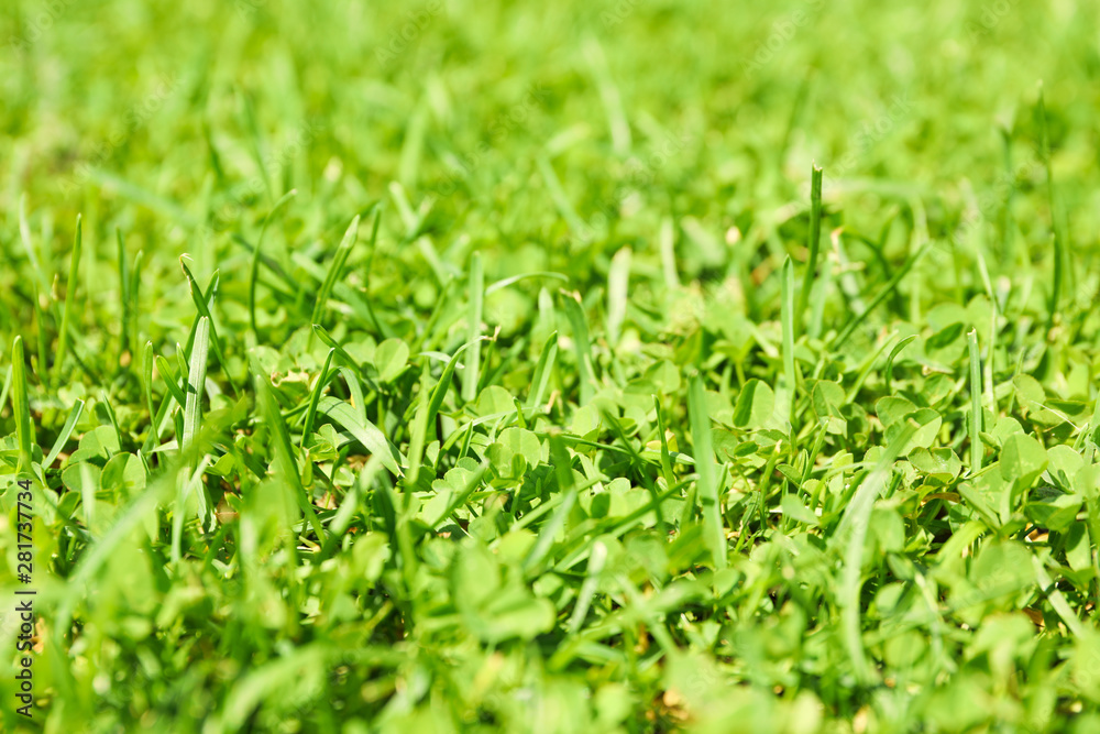 Fresh green grass texture. Natural background, close up Fresh green grass texture. Natural background, close up