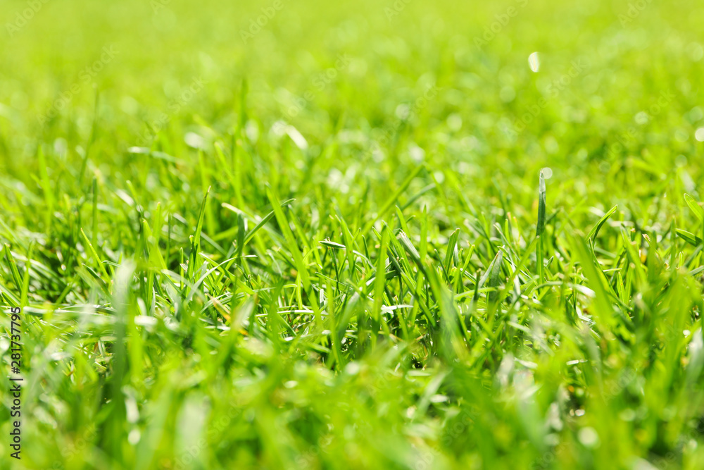 Fresh green grass texture. Natural background, close up Fresh green grass texture. Natural background, close up