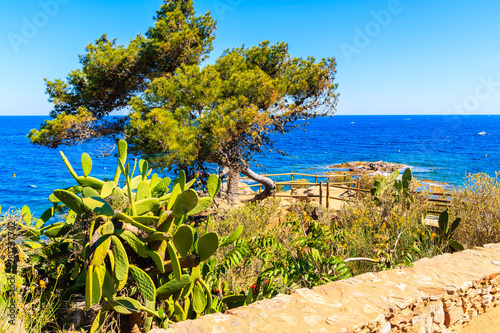 Green cacti plants on sea coast near Calella de Palafrugell town, Costa Brava, Spain