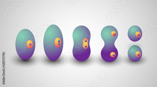 Illustration on cell division with all stages in isometric style