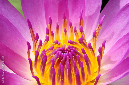 pollen of pink lotus
