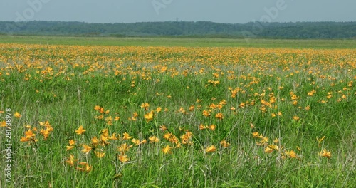 Wide shot of California Poppy field in summer, Hamanaka, Hokkaido photo